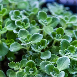 Cuban Oregano 30+ Seeds (Plectranthus amboinicus) – Organic Culinary Herb – Distinct Flavor for Caribbean & Latin American Dishes