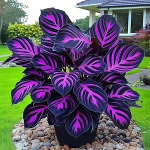 800 PCS Hosta Seeds – Easy Grow Perennial for Shade Gardens