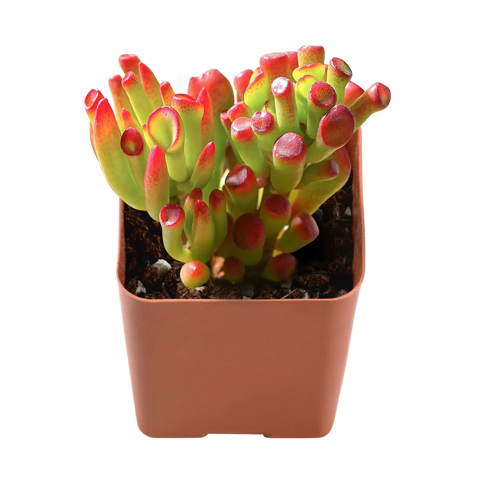 Gollum Jade Succulent Live Plant, Crassula Ovata Money Tree, 2 inch Fully Rooted Feng Shui Plant for Desk