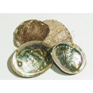 Green Abalone Natural Sea Shell One Side Polished Beach Craft 5"-6"(4 pcs)#JC-17