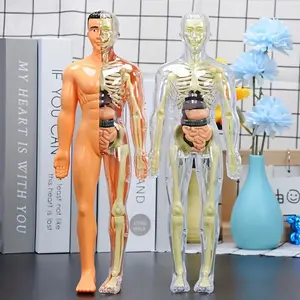 1 Set Human Anatomy Model Kit (Bagged) - Detachable Skeleton and Torso - Educational Kit for Teens - Teaching Skeleton Model with Removable Organs, Helps Kids Learn Human Body Structure, Learning Tool for Science Demonstration and Display