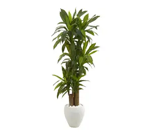 Nearly Natural 64" Corn Stalk Dracaena Plant (Real Touch)