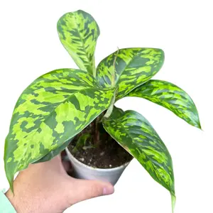 4" Homalomena 'Camofluage', Easy Care Plant, Houseplant, Indoor Plant 4" Homalomena 'Camofluage', Easy Care Plant, Houseplant, Indoor Plant