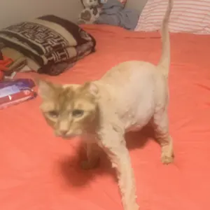 Product Review of Homeika Dog Grooming Vacuum Kit - 3L Vacuum with 7 Tools, Low Noise Electric Clipper and Brush for Pet Shedding at Home from L**5