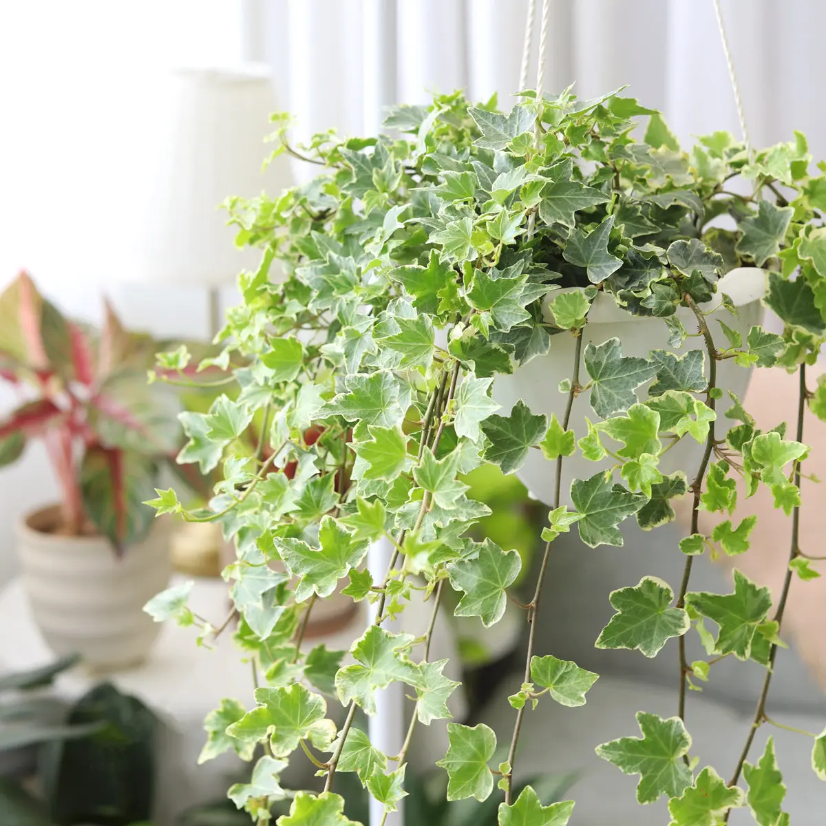 Glacier English Ivy