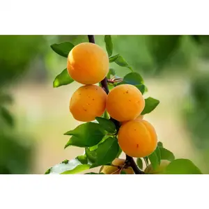 Tilton Apricot Tree with Self Pollinating Golden Fruit-3 Ft Nocturnal Gardens