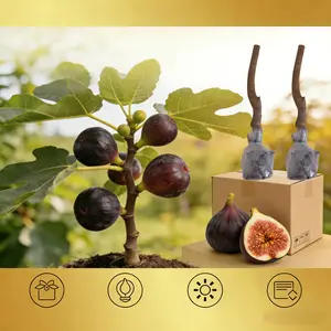 Fig Sapling Live Plant – Sweet Edible Fruit, Easy to Grow, Suitable for Indoor Outdoor Potted & Ground Planting, Healthy Rooted Seedling for Home Garden Backyard Patio
