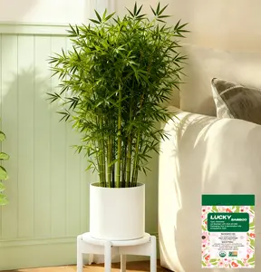 Lucky Bamboo Cypress Seed  - Live Indoor Houseplants for Home Decor,  Bamboo Plant, Indoor Low Light Plants, Feng Shui