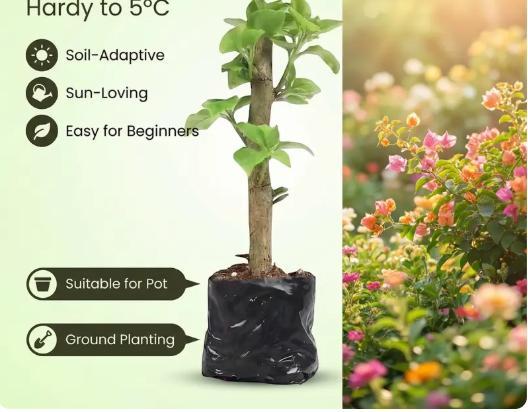 Bougainvillea Seedlings — A Vividly Colored Shrub and Easy-to-Care-for Garden Plant