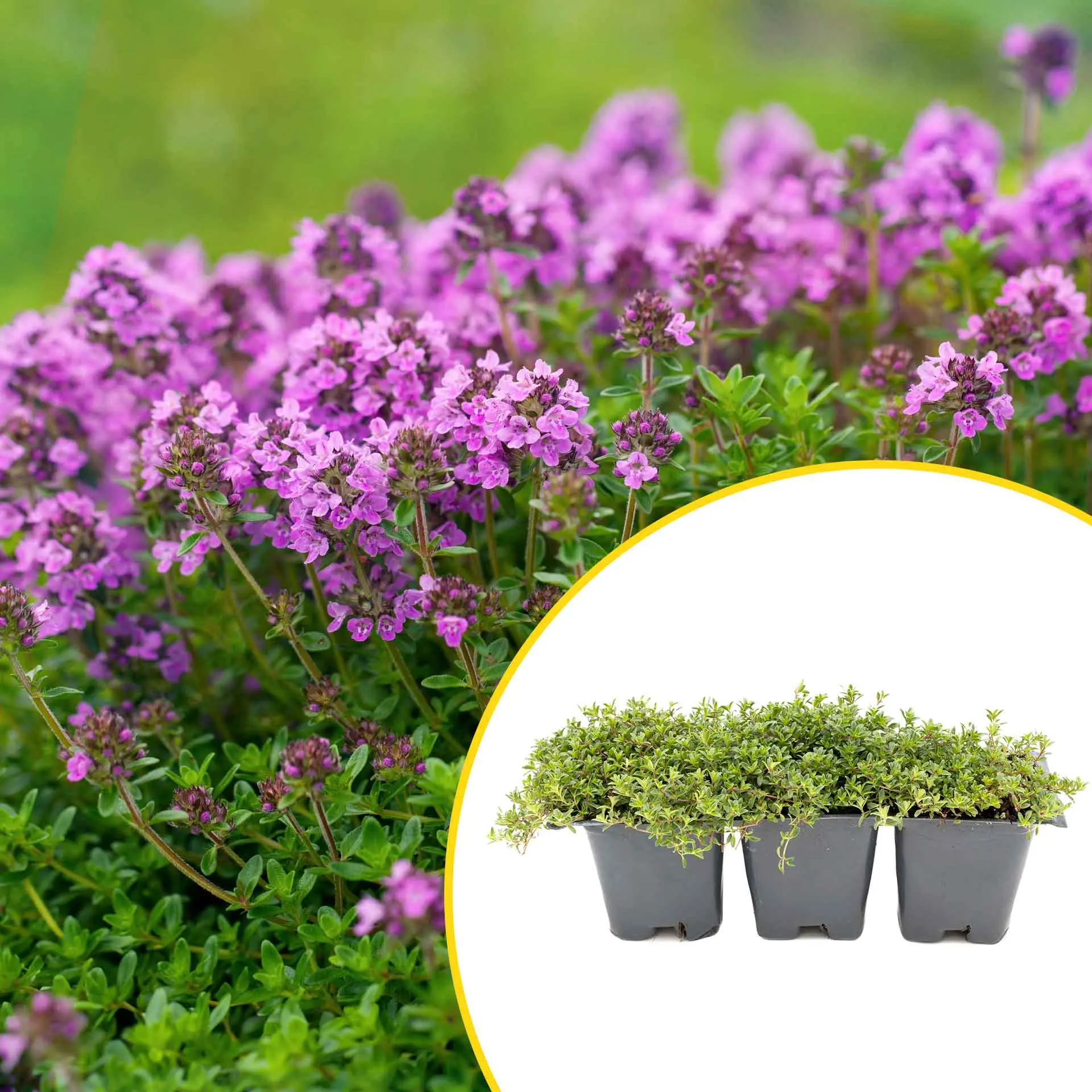 3 Red Creeping Thyme in 2.5" Cubes | Fragrant Evergreen Groundcover with Purple Blooms for Pots & Landscaping (Thymus praecox ‘Coccineus’)