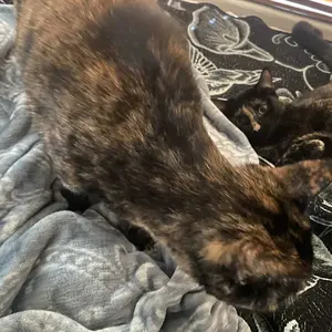 Product Review of Meowant SC01 Smart Litter Box – Self-Cleaning, Odor-Free, Pee Guard, Auto Safety Stop, App-Controlled with Mat & Liner from k**e