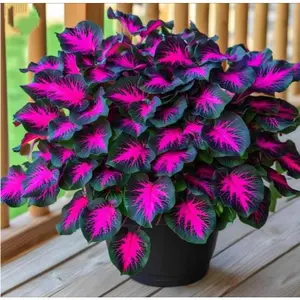 800+  Seeds for Outdoor Gardening Perennial Ornamental Plant That Flourishes in Any Climate