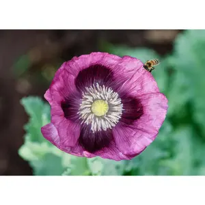 Lauren's Grape - Poppy Seeds