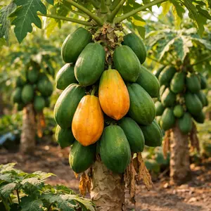 Papaya Seeds – Tropical Fruit Seeds for Garden, Easy Grow Plants
