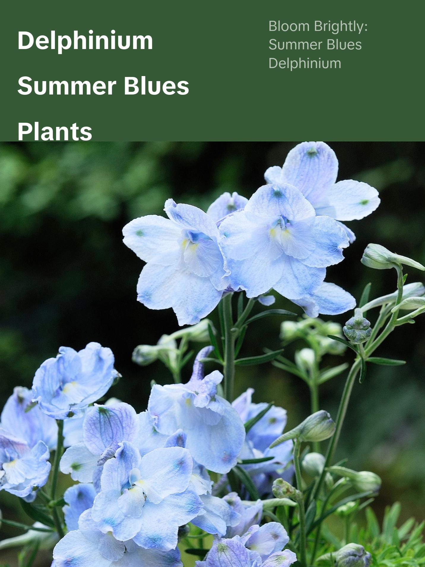 Delphinium Summer Blues (Larkspur) | Two Live Perennial Plants | Non-GMO, Dwarf Variety Delphinium Summer Blues (Larkspur) | Two Live Perennial Plants | Non-GMO, Dwarf Variety