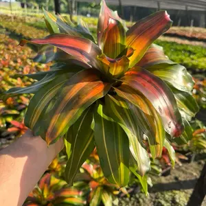 Orange Crush Bromeliad - Vibrant Colorful Leaves for Indoor or Outdoor Decoration