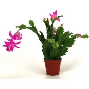 Christmas Cactus - Live Plants in 4 Inch Pots - Schlumbergera Bridgesii - Beautiful Indoor Tropical Succulent