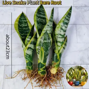 Snake Plant Laurentii Bare Root, Yellow Edge Low Maintenance Houseplant for Low Light Indoor Corner, Drought Tolerant Easy Care,for Office Desk, Bathroom Shelf & Tabletop