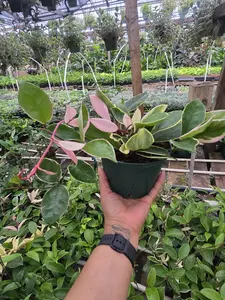 Hoya Australisa Green