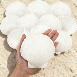 Bulk Natural Scallop Shells for Crafts DIY Painting 4-5 Inch Large White Seashells Beach Wedding Decor Ocean Theme Party Home Decoration
