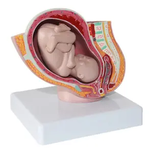 Female Reproductive System Model for Medical Teaching