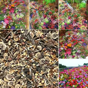 200 Wildflower Plant Seeds - Colorful Annual & Perennial Mix for Yard - Summer Blooms - Pollinator Friendly - Easy to Grow - Ideal for Borders & Natural Landscaping