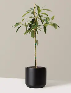 Cold Hardy Avocado Tree