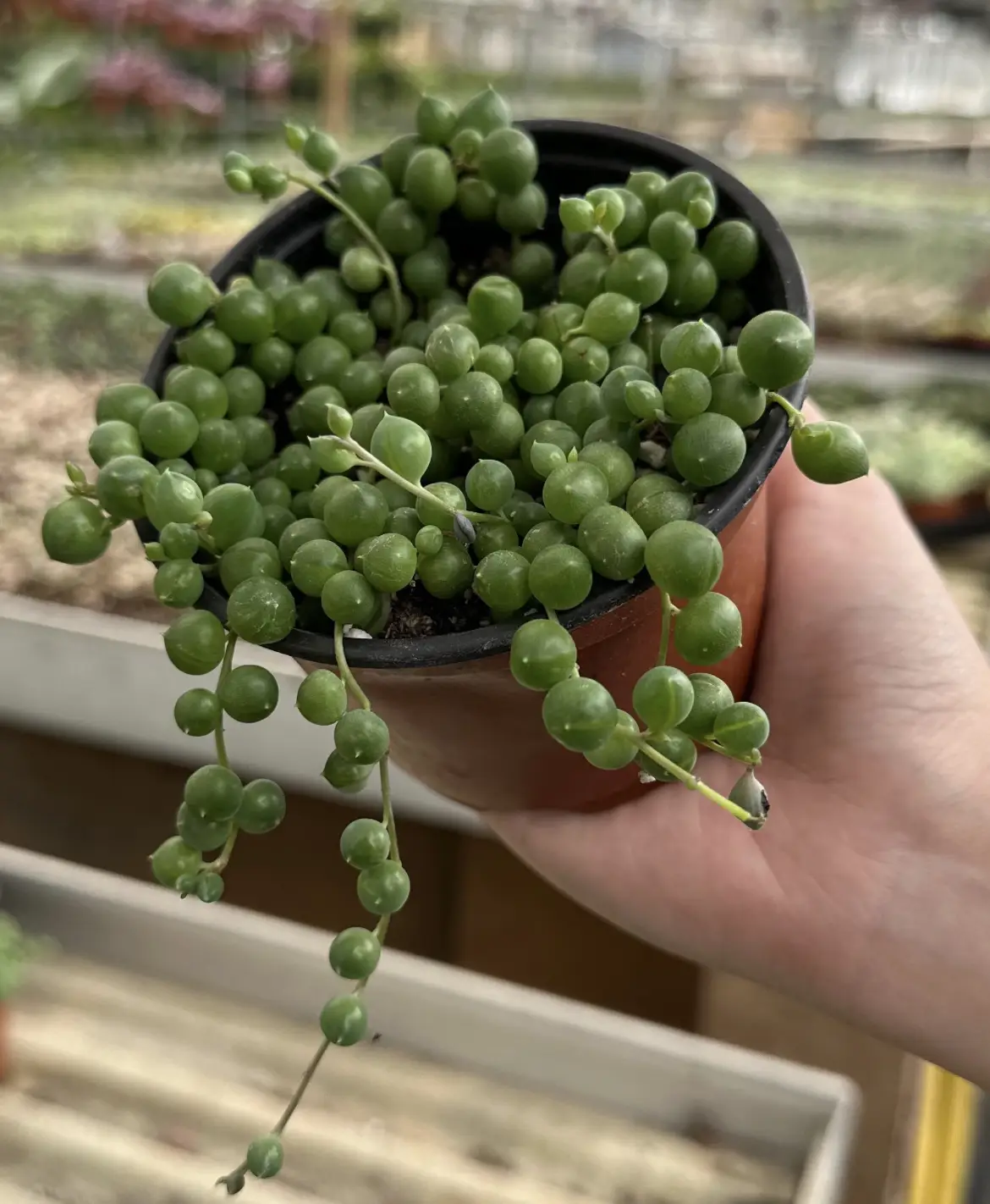 String of Pearls, Hanging Succulent, Trailing Succulent, Indoor Houseplant, Live Plant in 2", 4", 6" pot