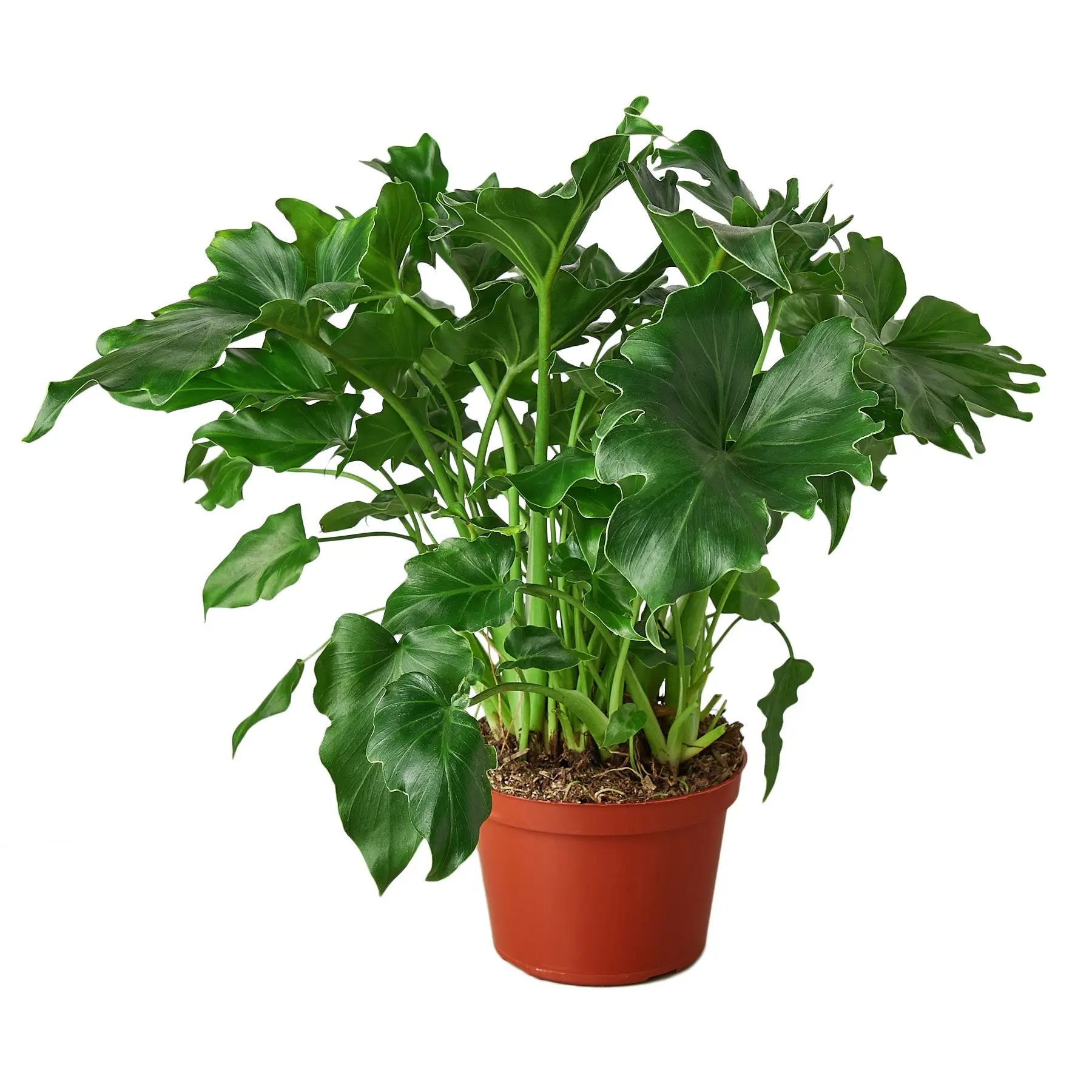 Philodendron Little Hope (Philodendron selloum)