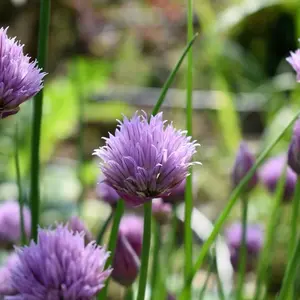 Chives Seeds