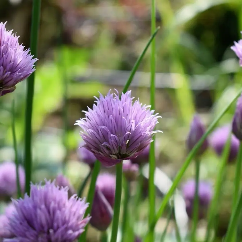 Chives Seeds