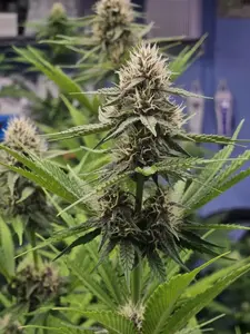 Fertihemp — Dry Powder Cannabis Growth Supplement