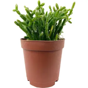 Coral Cactus - Live Plants in 2 Inch Pots - Rice Cactus - Rhipsalis Cereuscula - Beautiful Indoor Outdoor Cacti Succulent Houseplant