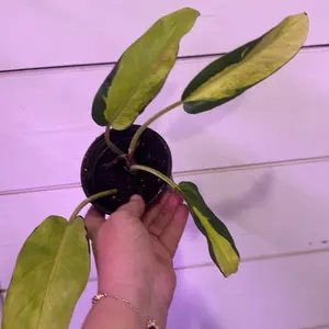 Philodendron Thai sunrise