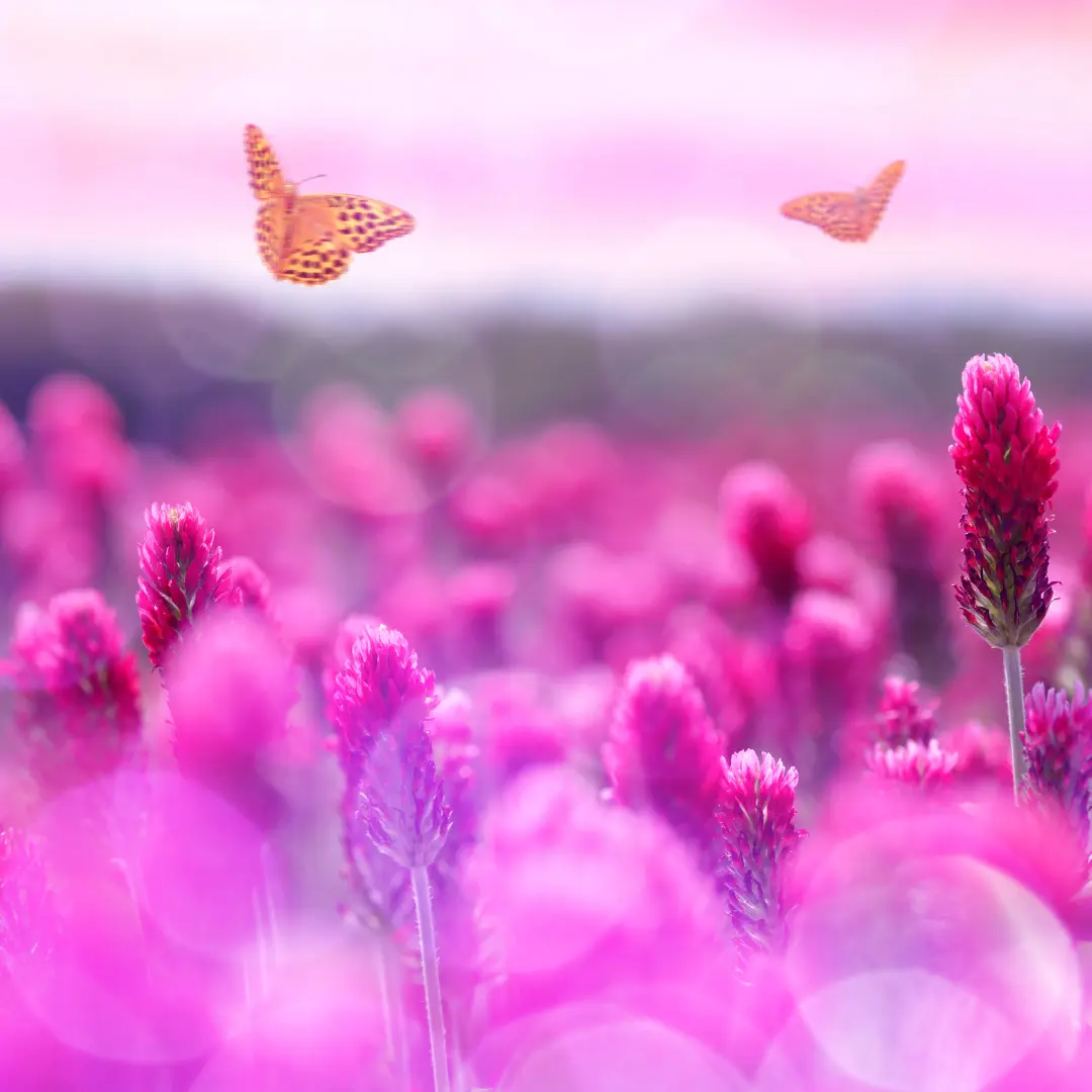 Organic Crimson Clover Seeds (Trifolium incarnatum) – 500+ Seeds for Cover Crops, Pollinator Gardens, and Soil Health
