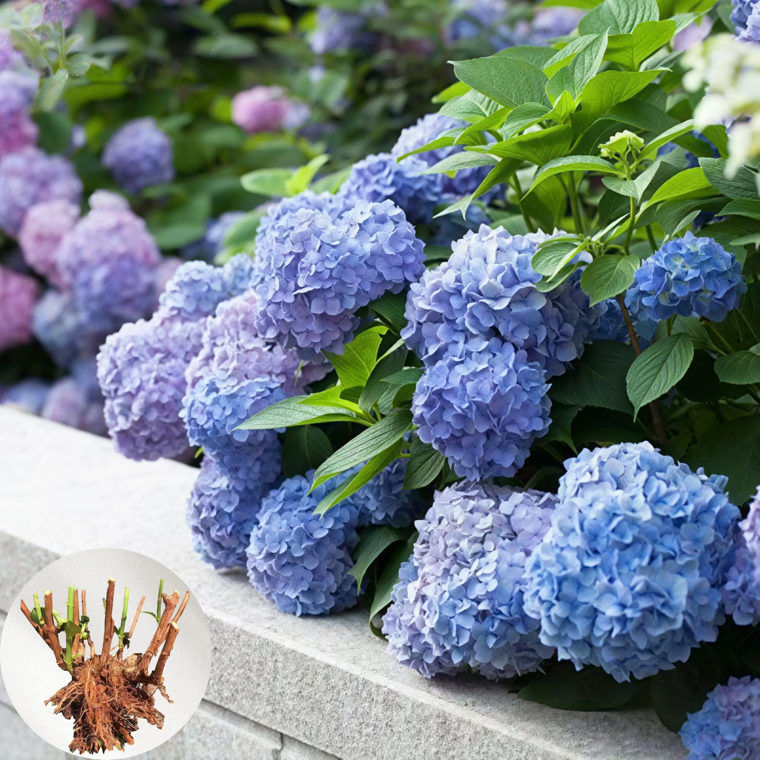 Blue Hydrangea Starter Plant Multi-Branched Bush Abundant Fragrant ...