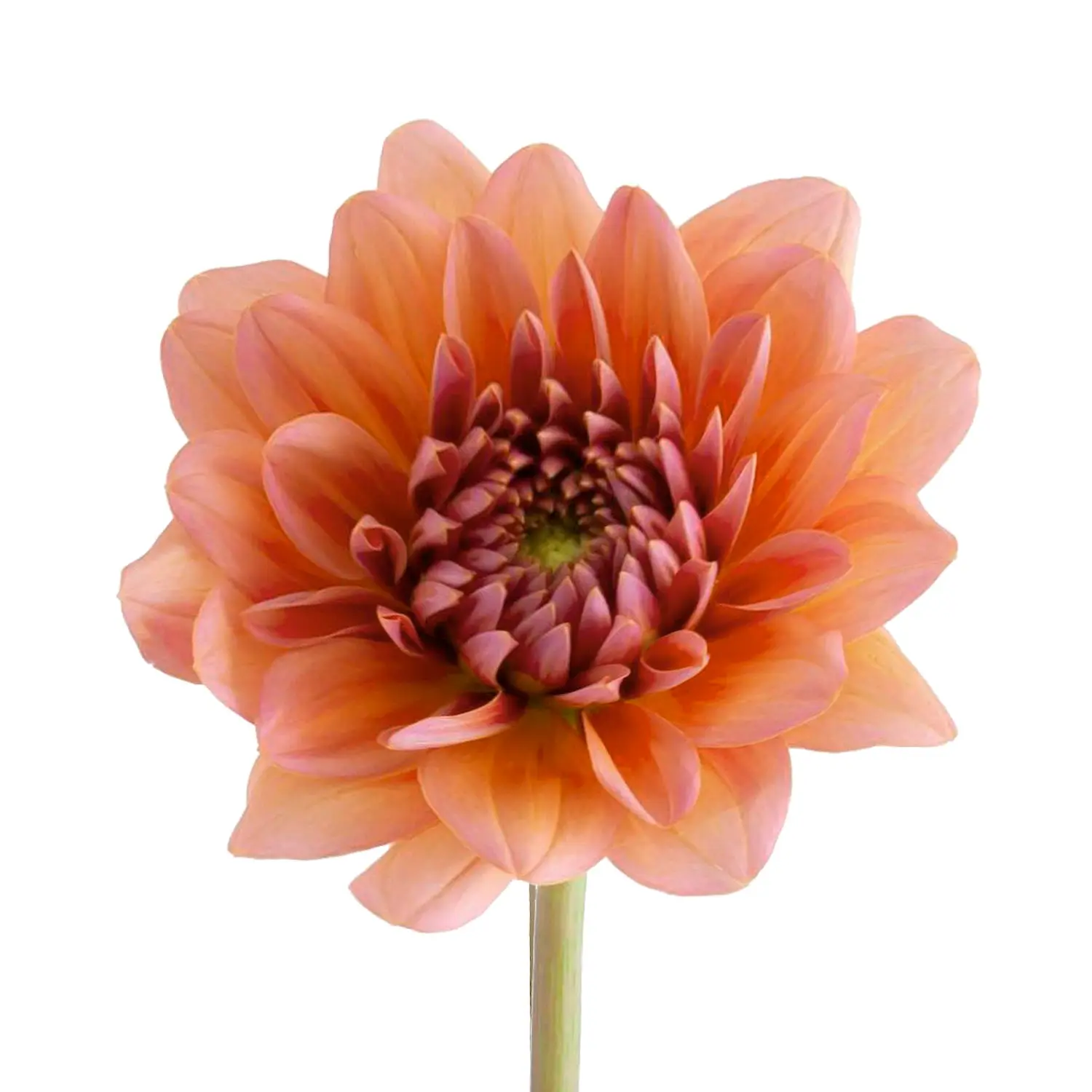 Peach Dahlias
