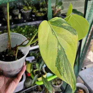 Aurea Monstera Rooted Cutting