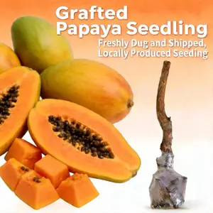 Papaya Tree Live Plant Seedling Fruit Tree for Outdoor Garden Backyard Patio Container Planting Tropical Fruit Tree Home Gardening Variety Easy Care Seasonal Plant