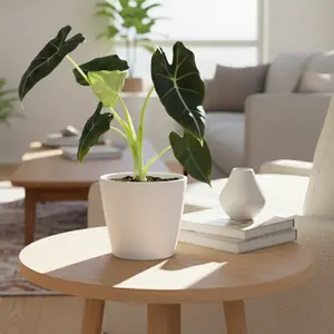 Alocasia Micholitziana 'Frydek'