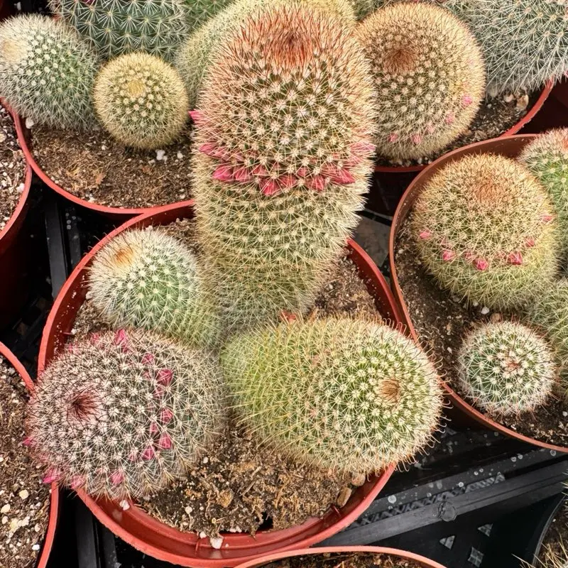 Mammillaria Cactus Plant 6 inch pot