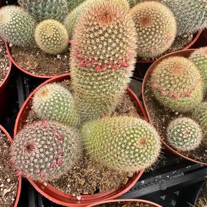 Mammillaria Cactus Plant 6 inch pot
