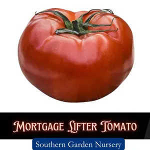 Mortgage Lifter Tomato Seeds, Heat Resistant Huge Heirloom Tomatoes, Non-GMO Heirloom Variety Fresh Garden Seed