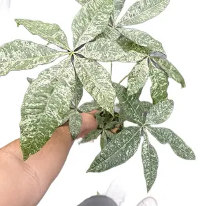Variegated Money Tree TALL 4’’ Houseplant Pot Decor