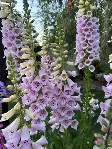 Foxglove Camelot 'Lavender' seeds Foxglove Camelot 'Lavender' seeds