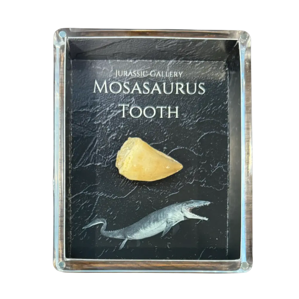 Mosasaurus Tooth Gift Box