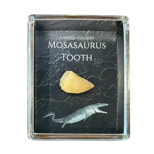 Mosasaurus Tooth Gift Box
