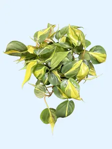 6" Philodendron Brasil Hanging Basket - Philodendron hederaceum 'Brasil' - Heart Leaf Philodendron - Easy Care Houseplant
