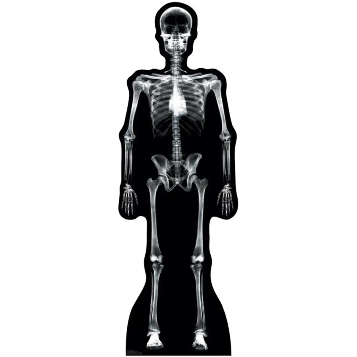 Advanced Graphics 904 Life-Size X-Ray Skeleton Cardboard Cutout, 69x18 in Foldable Halloween Party Home Decor Stand-Up