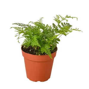 House Plant 4-FERN-RABBIT.FOOT Rabbits Foot Fern Plant in 4 in. Pot, Live Indoor Plants, Houseplants, Tropical House Plant